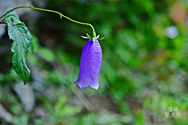 �ݰ��ʷղ�(�ʷղɰ�)