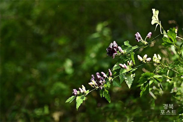 ���ٹٲ�(�̳���������)